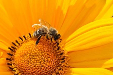 What Exactly Is Beekeeping