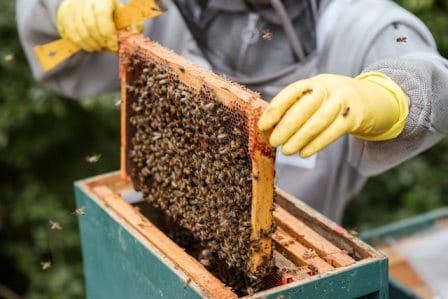 what exactly is beekeeping