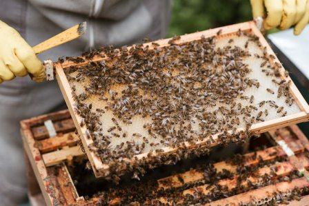 What Exactly Is Beekeeping