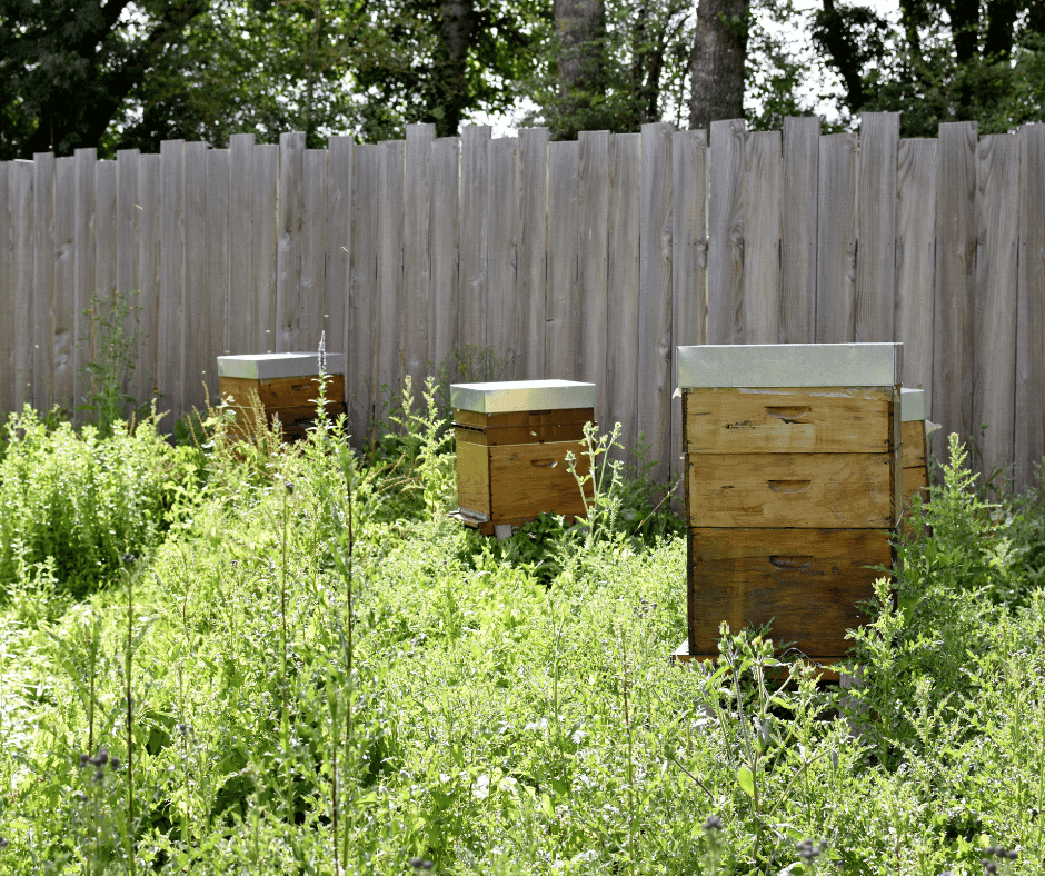 Beekeeping Equipment for Sustainable Practices